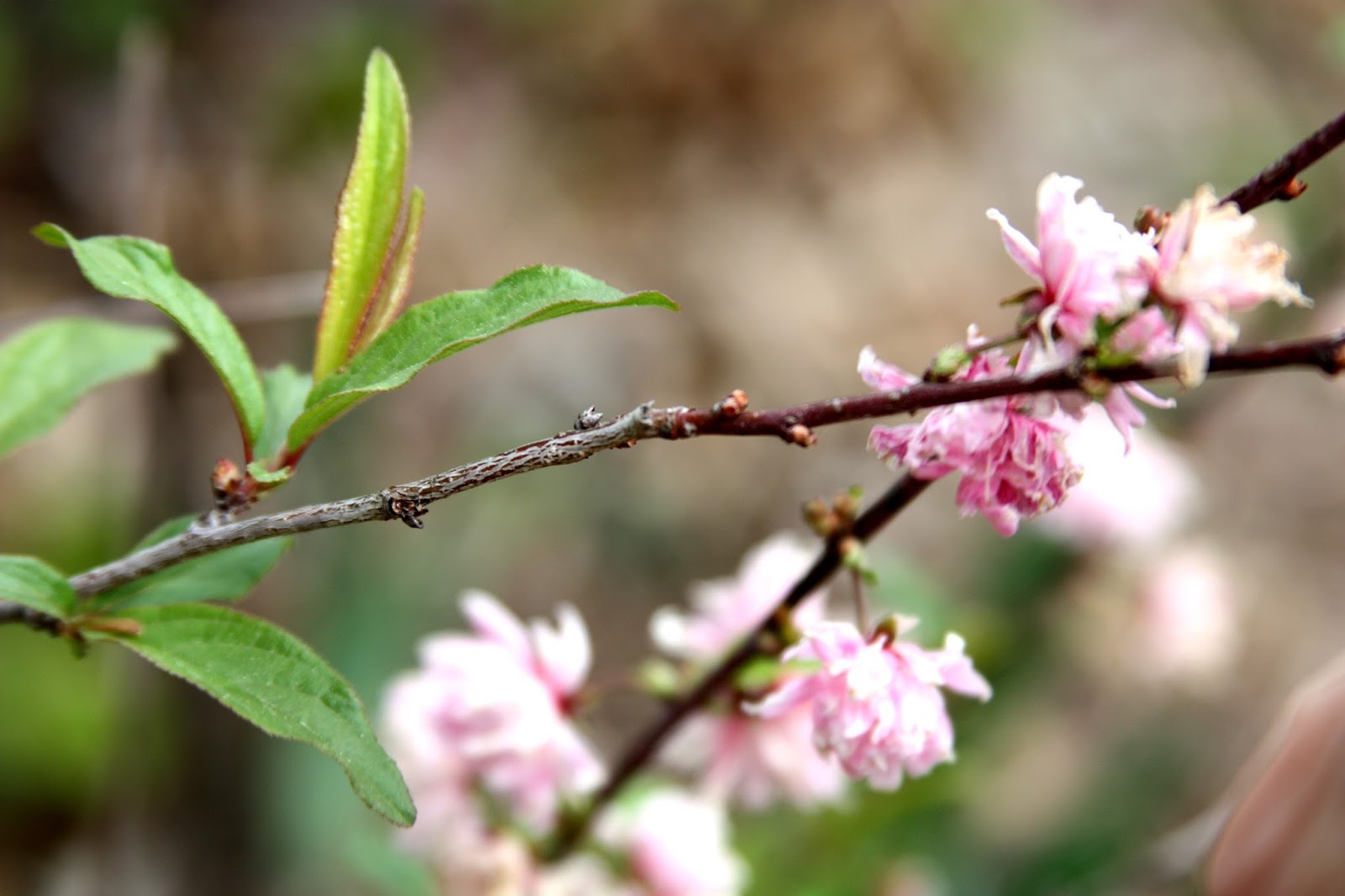 Flowering Almond Shrubs are Prunus triloba and Prunus glandulosa