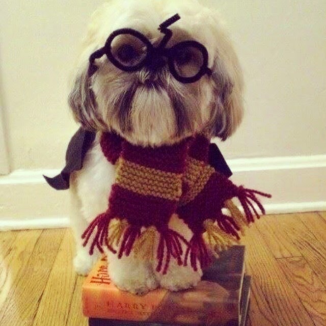 Harry Potter Puppy