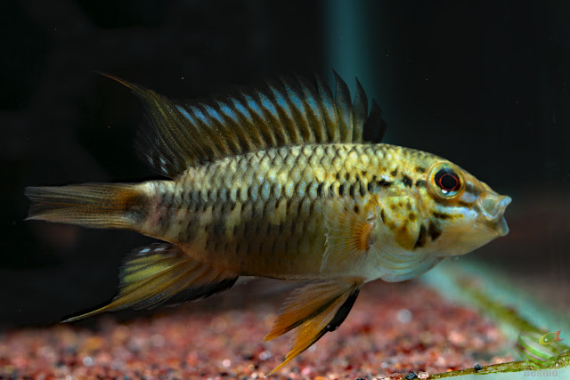 Apistogramma sp. Pacman from rio guaviare