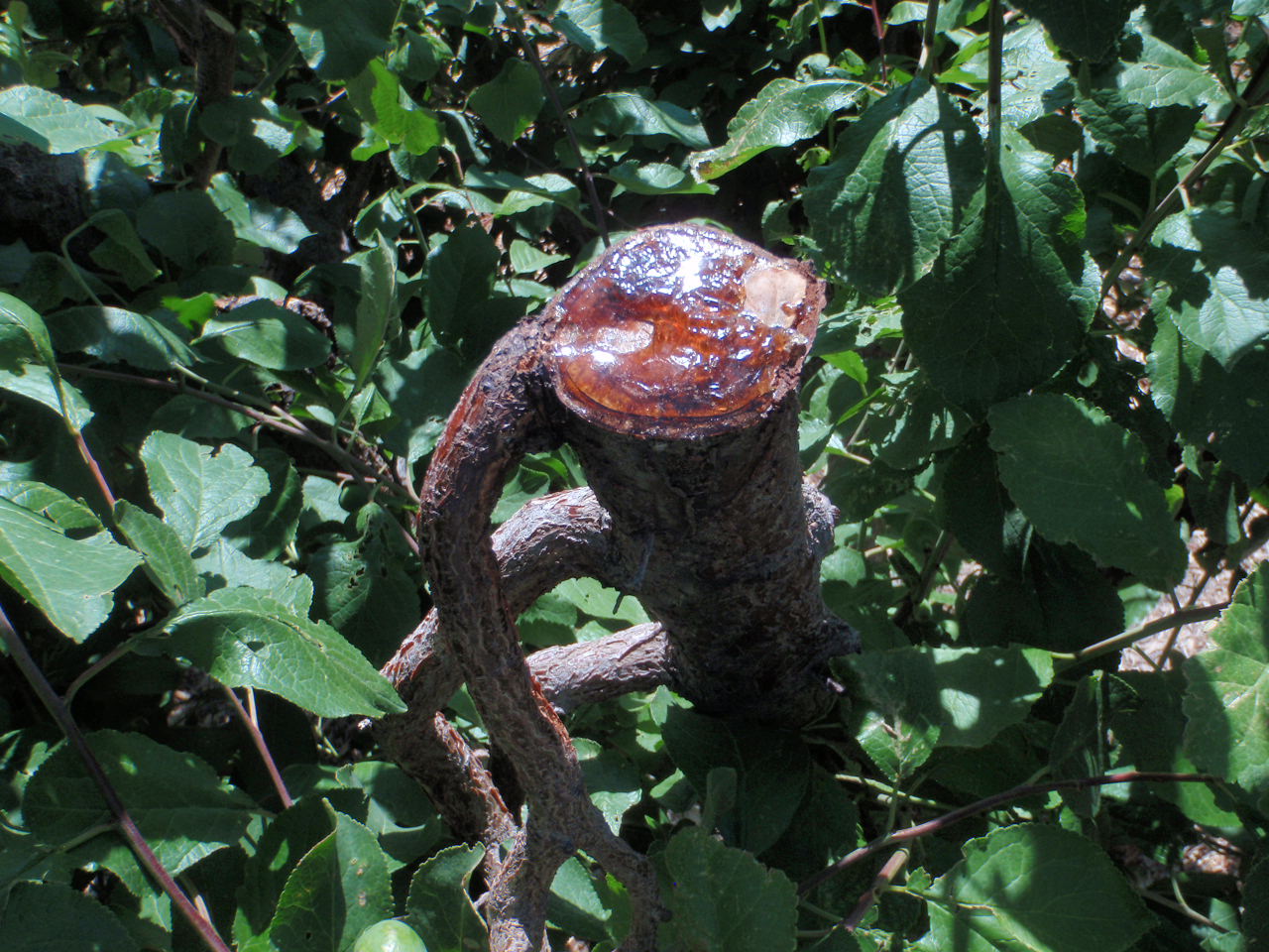 Xtremehorticulture of the Desert Sap From Plum May or May Not Be Borers