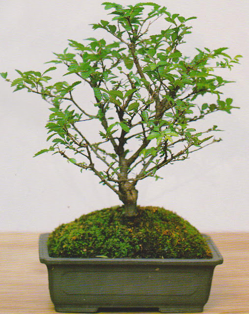 ulmus parvifolia neri