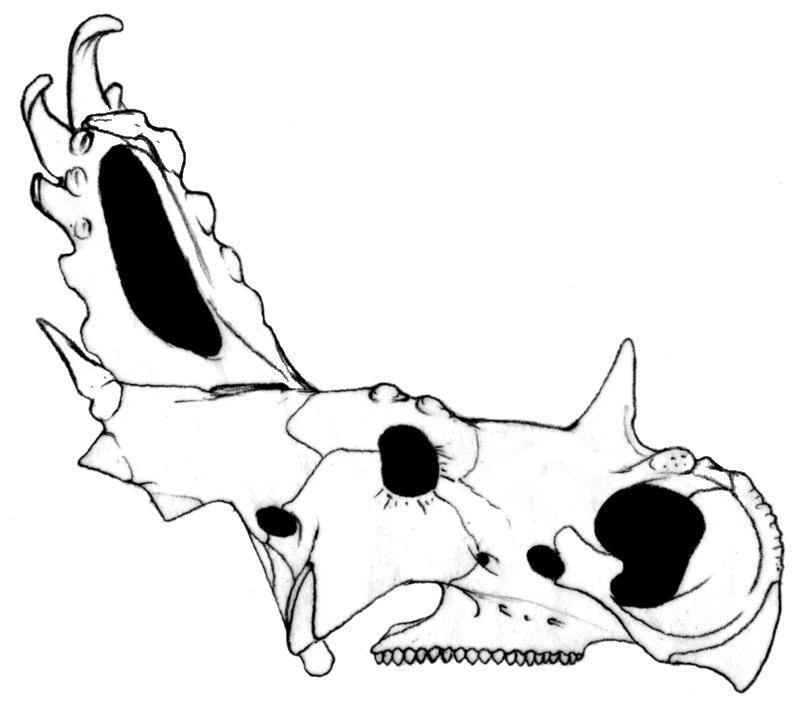 sinoceratops fossil