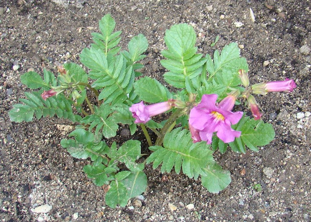 Incarvillea (Incarvillea delavayi Bureau & Franch.).