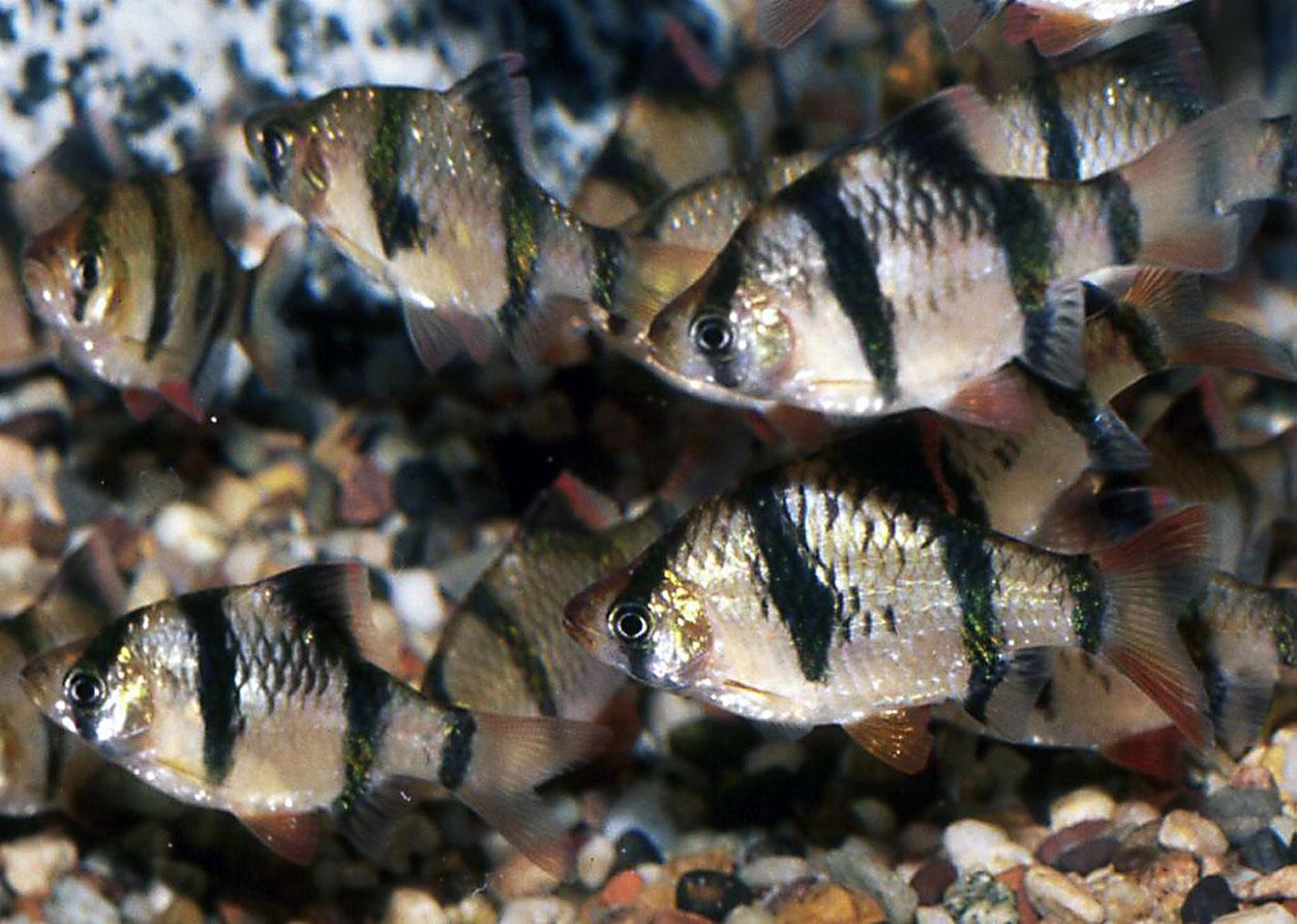 tiger-barb-in-koi-pond-6 tiger-barb-in-koi-pond-6