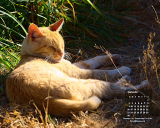 September Cat 1280, click on image for full size, right-click to save as wallpaper