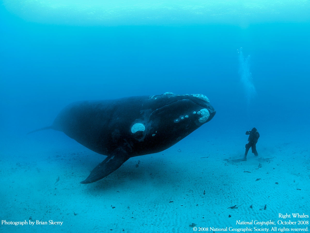 Aksi nekat berenang bareng ikan paus super besar - 17 