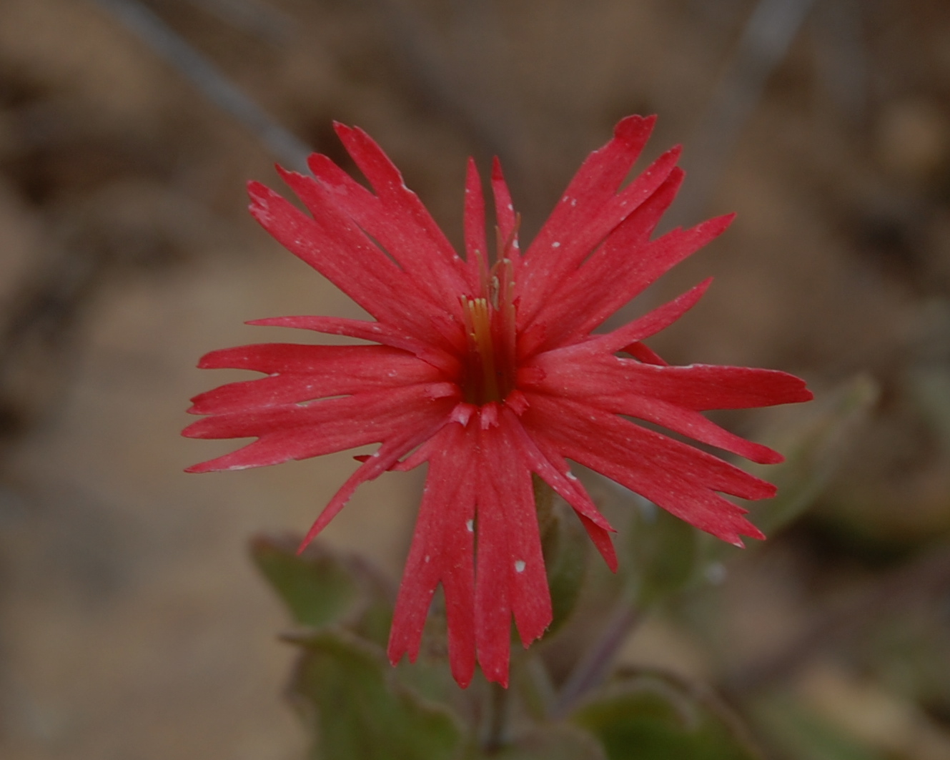 blackoaknaturalist Points of Interest, Meadow Valley Road