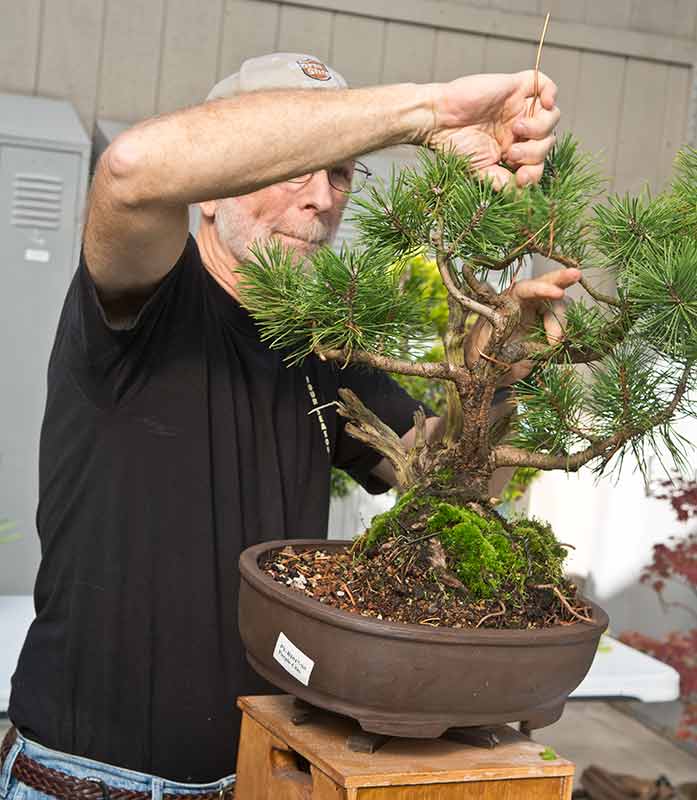Walter Pall Bonsai Adventures Four Seasons Bonsai Club of Michigan