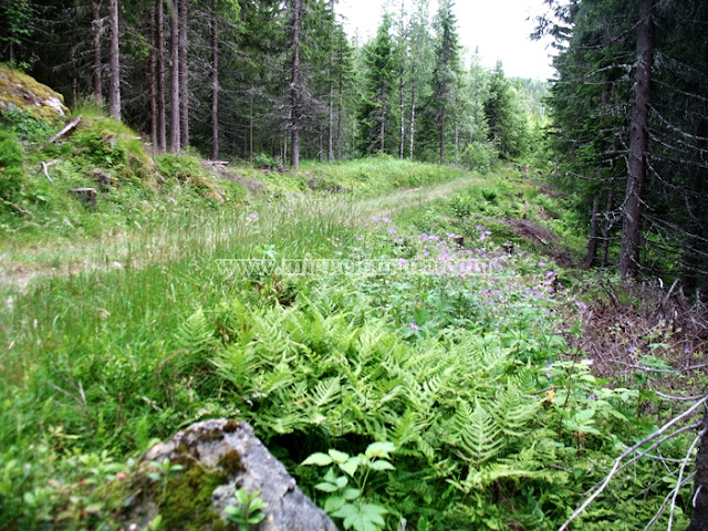 Camino de Nidaros