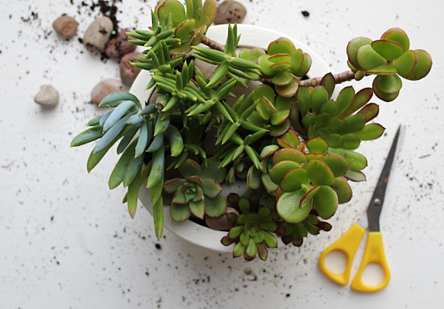 Como fazer um jardim de suculentas