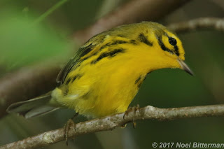 Prairie Warbler