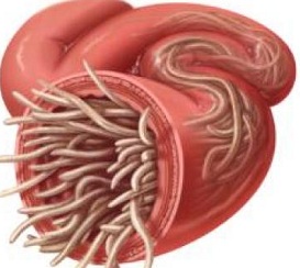 parásitos-diarrea-vómitos-gatos