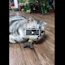 cat and his slave