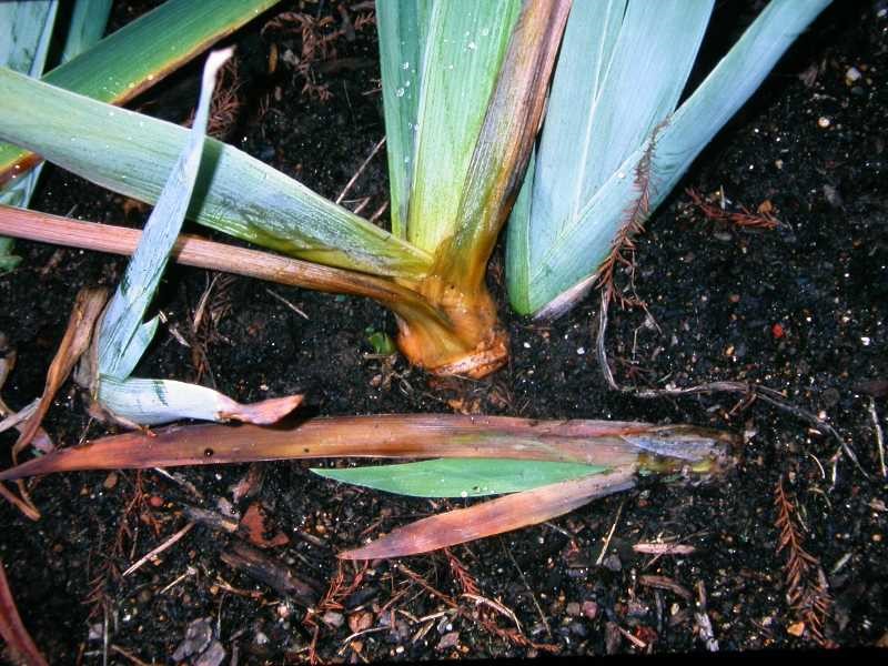 World of Irises Bacterial Rot in Irises