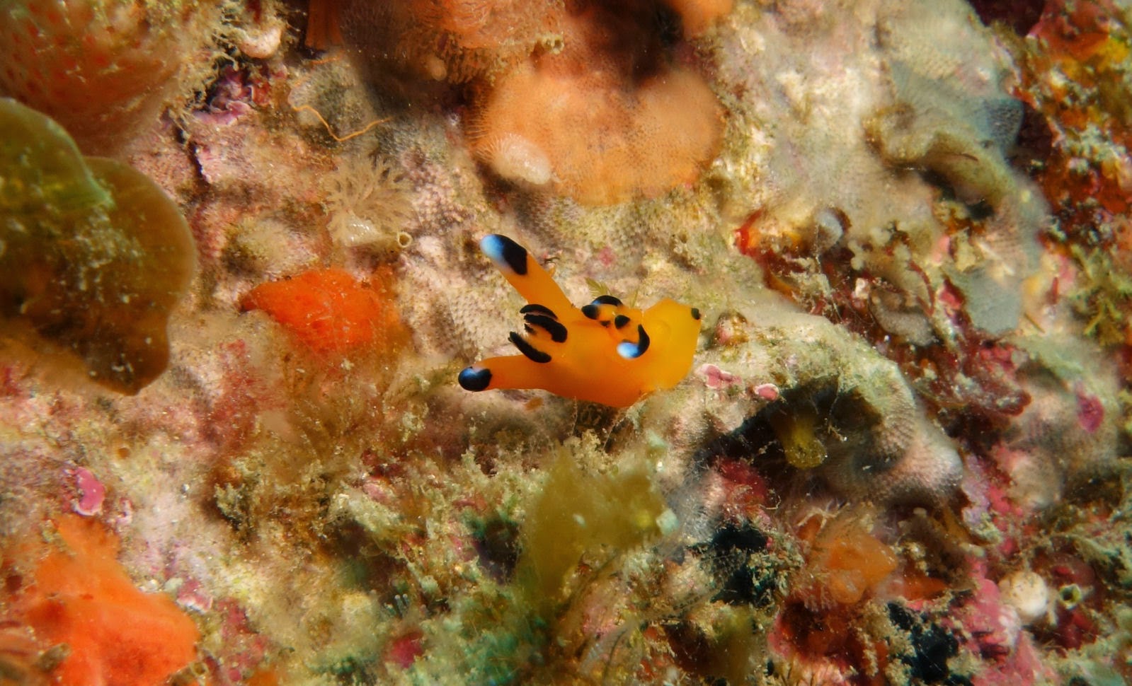 South Coast Diver