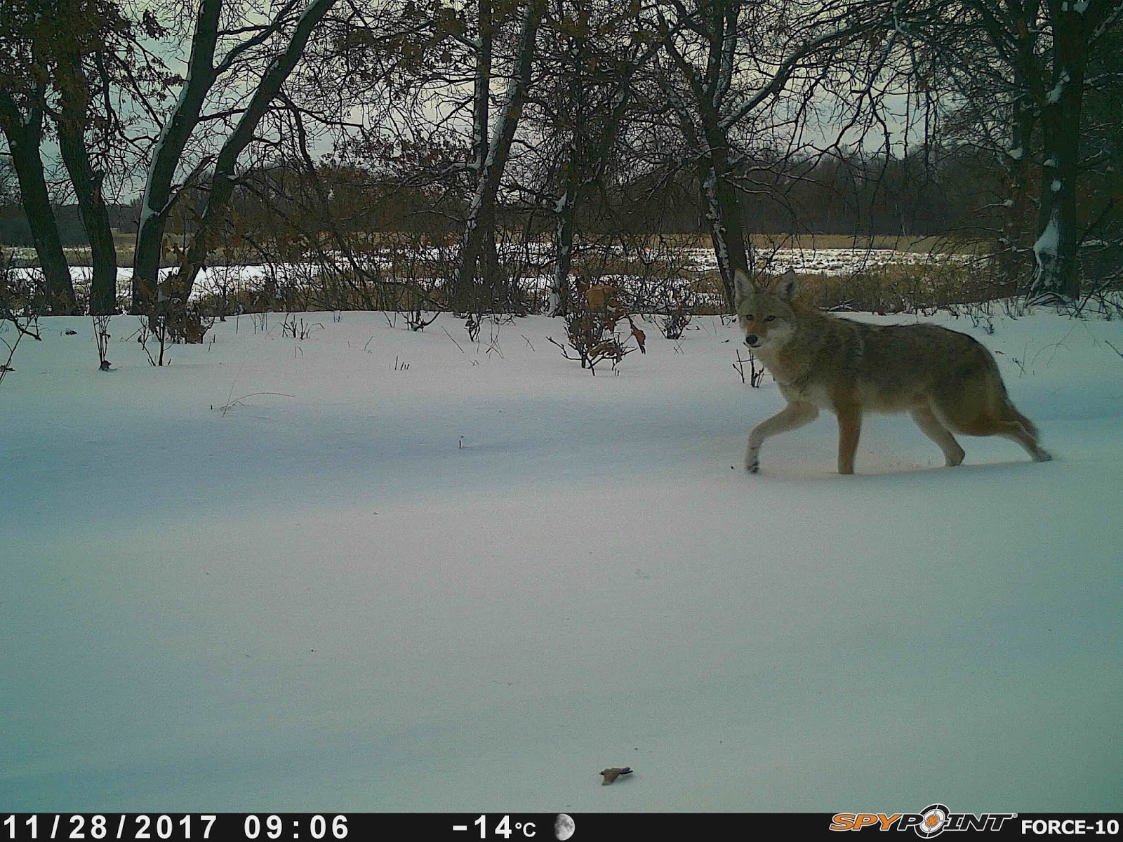 Animal Identification Throwdown: Gray Wolf vs. Coyote
