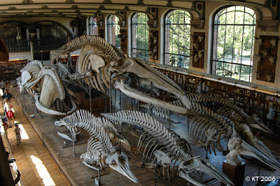 Les Galeries de Paléontologie et d'Anatomie comparée