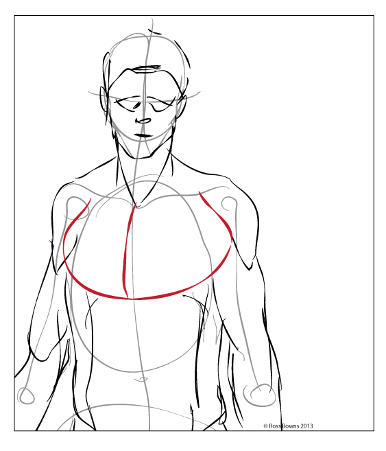 Paint Draw Paint, Learn to Draw: Anatomy Basics: The chest muscle