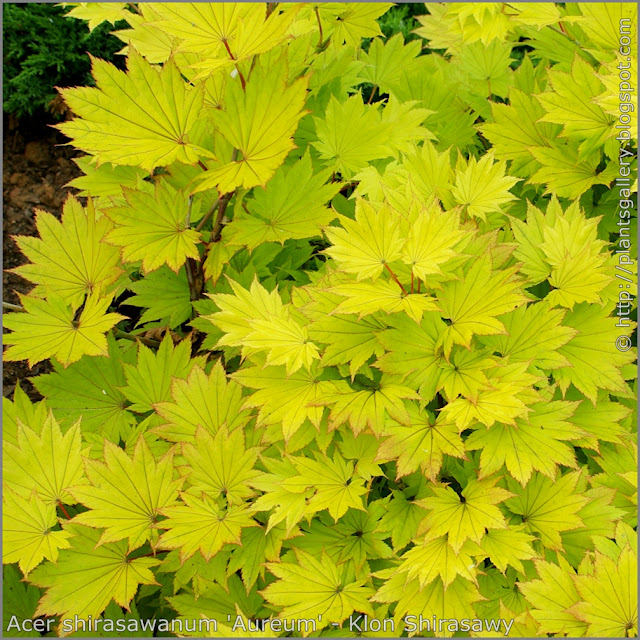 Acer shirasawanum 'Aureum' - Klon Shirasawy liście jesienią