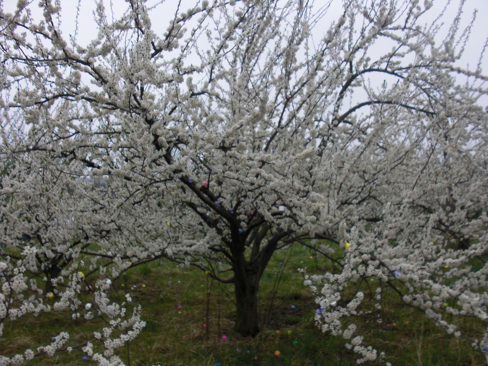 Clare Corner Pickin' Marshmallows