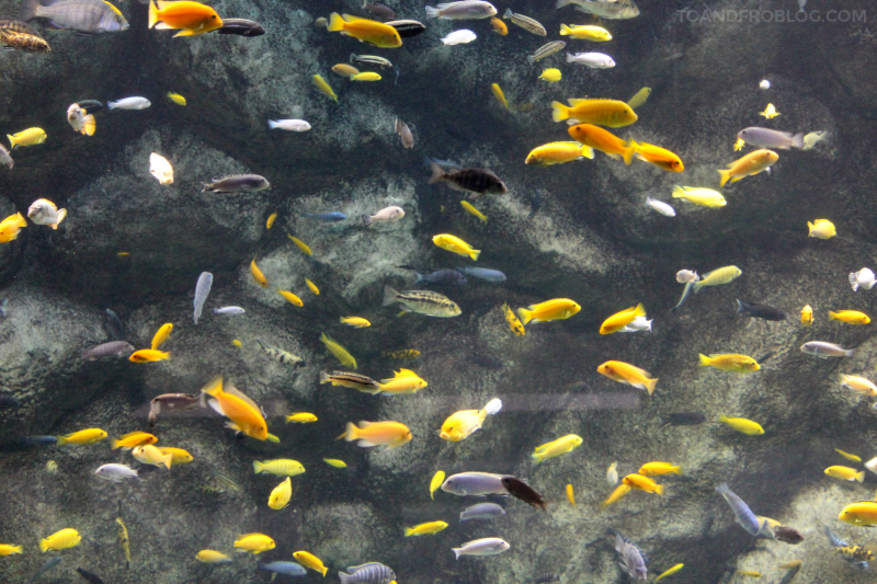Toronto Zoo in the fall  - cichlids