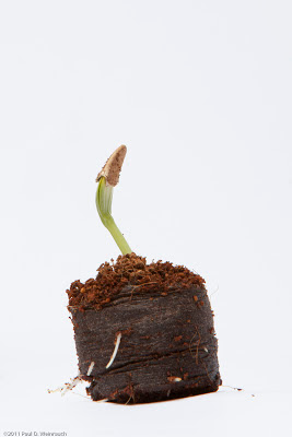 Seeds - ©2012 Paul Weinrauch