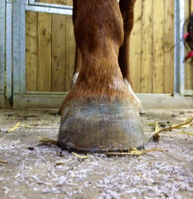 les pieds de Val : post accident - Page 6 Photo%2B3%2B%25281%2529