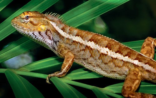 25 Gambar luar biasa Hewan  Reptil  Kadal Ular Buaya 