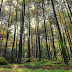  Pine Forest Mangunan