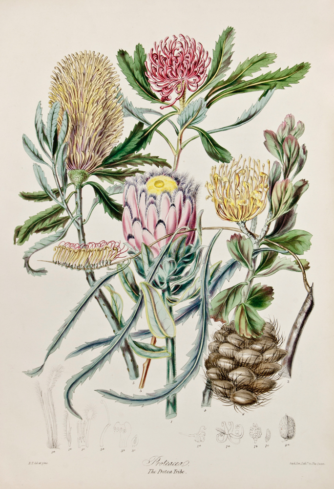 HOW TO GROW PROTEA The Garden of Eaden