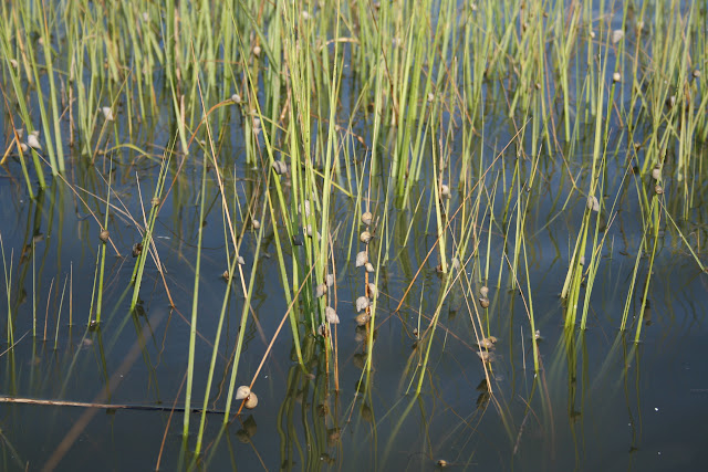 Periwinkle snails on Marsh Grass in Charleston, SC | The Lowcountry Lady