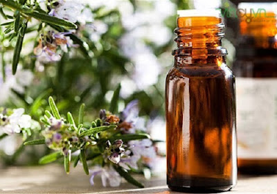 Tinh dầu khuynh diệp giúp giảm co thắt hô hấp do hen suyễn tinh dau tri hen suyen