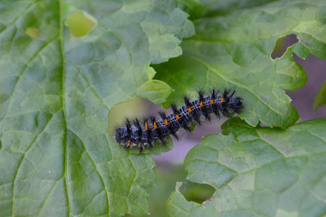 caterpillar eating a leaf