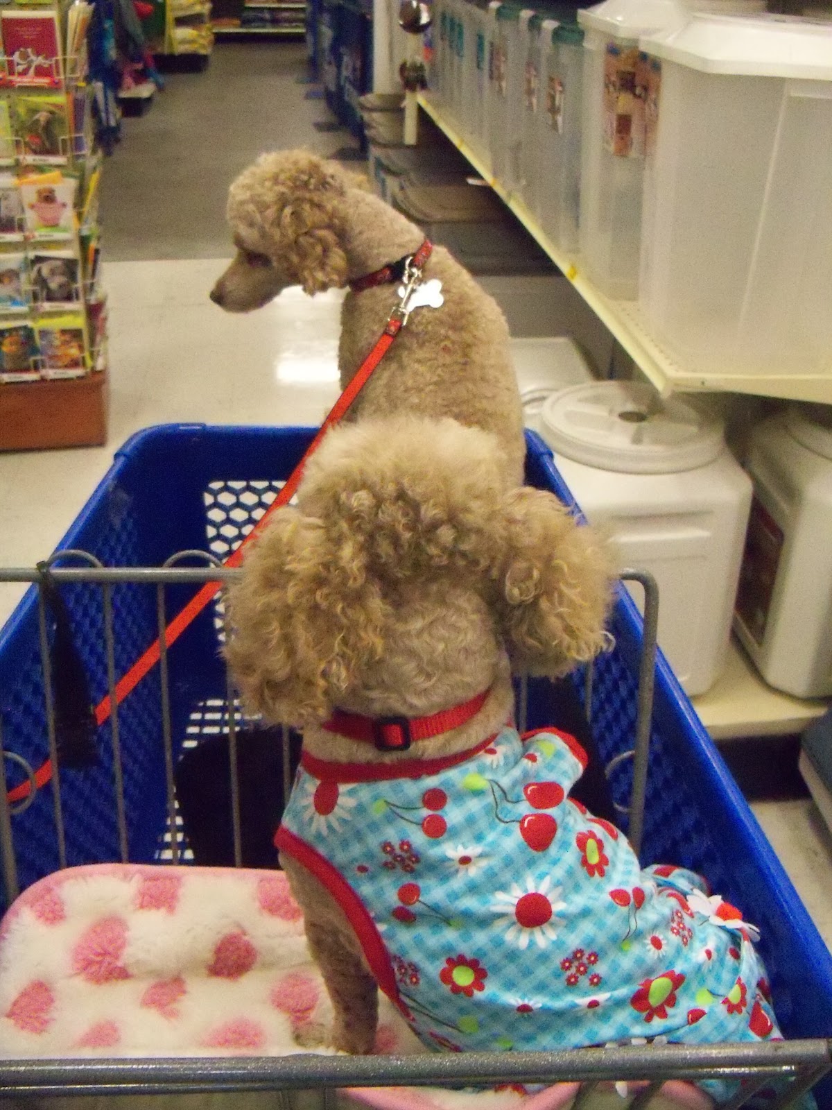 Dog Eared Fashion Friday Petsmart Summer Fashion