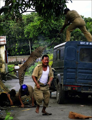 Leopard Attacks Villagers in India Seen On www.coolpicturegallery.us