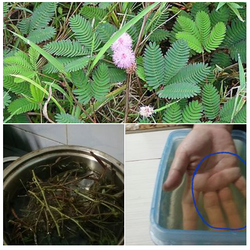 15 Khasiat Pokok Semalu Yang Ternyata Baik Untuk Kesihatan Daily