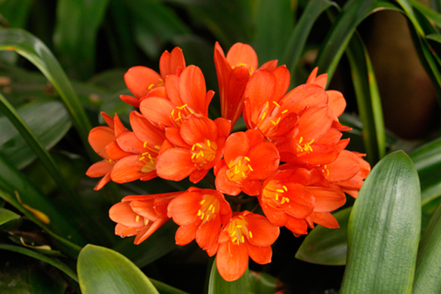 Clivia Miniata