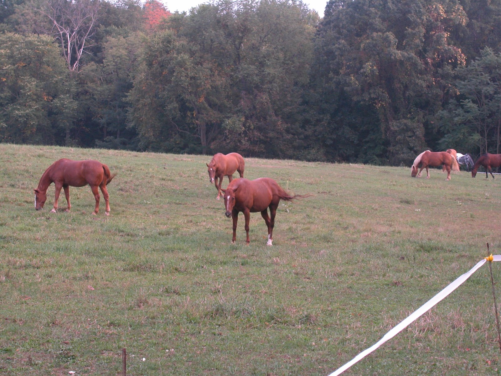 Horse Journal Roseland Ranch Herd 2003