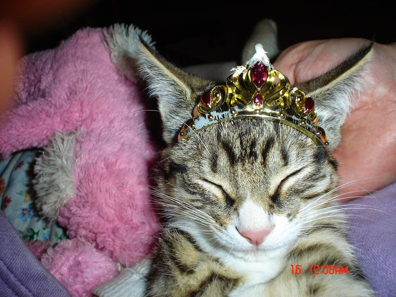 My kitty with a crown- Just Because :)