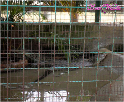 Mini Zoo Taman Teruntum. Tempat menarik dan best di Kuantan Pahang Malaysia
