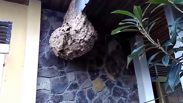 Lebih Bahaya Dari Ular, Tawon Ini Sebabkan 7 Orang Meninggal di Klaten Lebih Bahaya Dari Ular, Tawon Ini Sebabkan 7 Orang Meninggal di Klaten