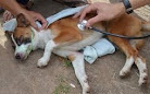penyakit Canine parvovirus pada anjing