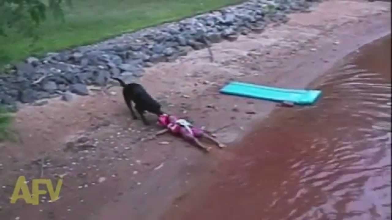 Rescue Dog Saves Kid From Impending Water Fun Watch Video