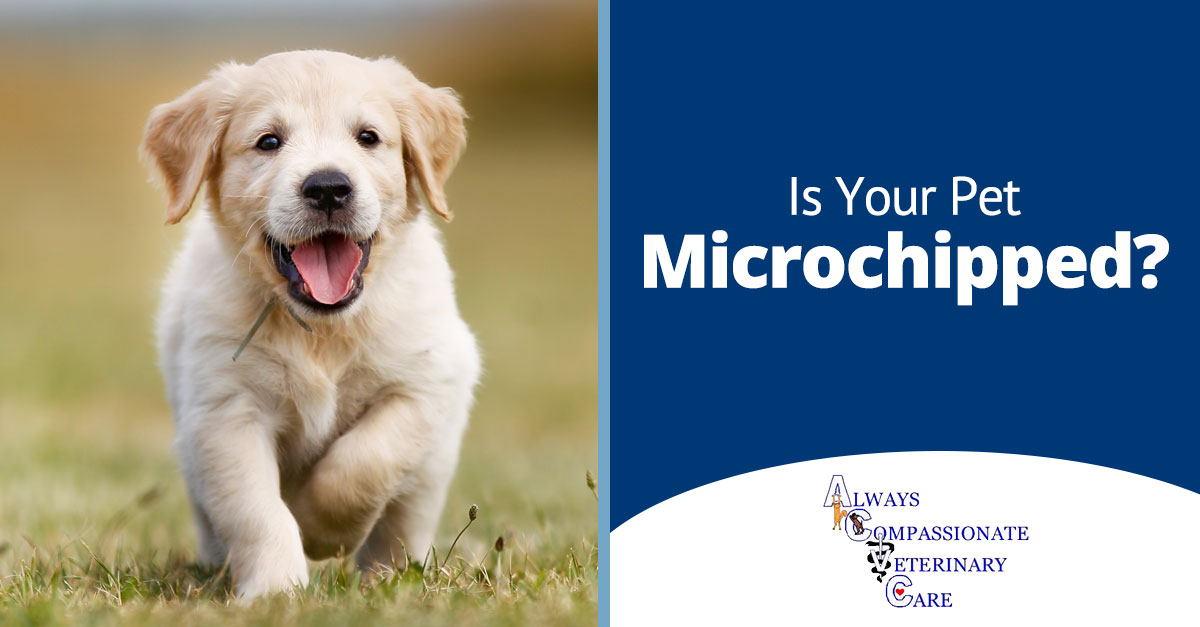 Always Compassionate Veterinary Care May 2017