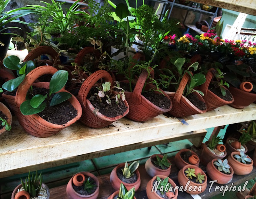 Plantas ornamentales en venta de un vivero
