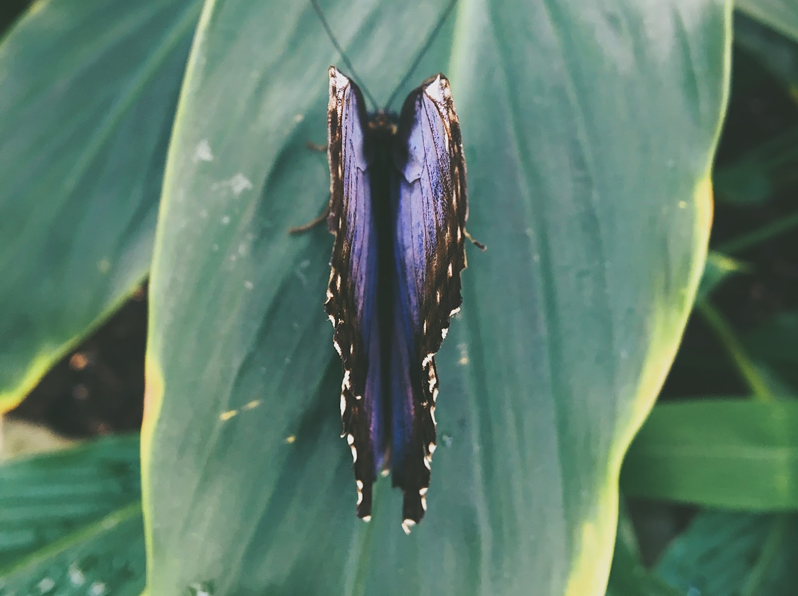 blue butterfly on leaf