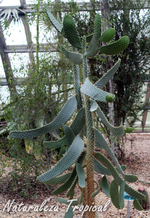 Vista del cactus Consolea moniliformis 