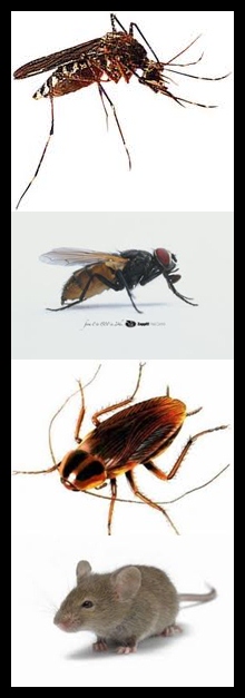 Penyakit Yang Merebak Disebabkan Oleh Vektor Ialah / Bagaimana cara