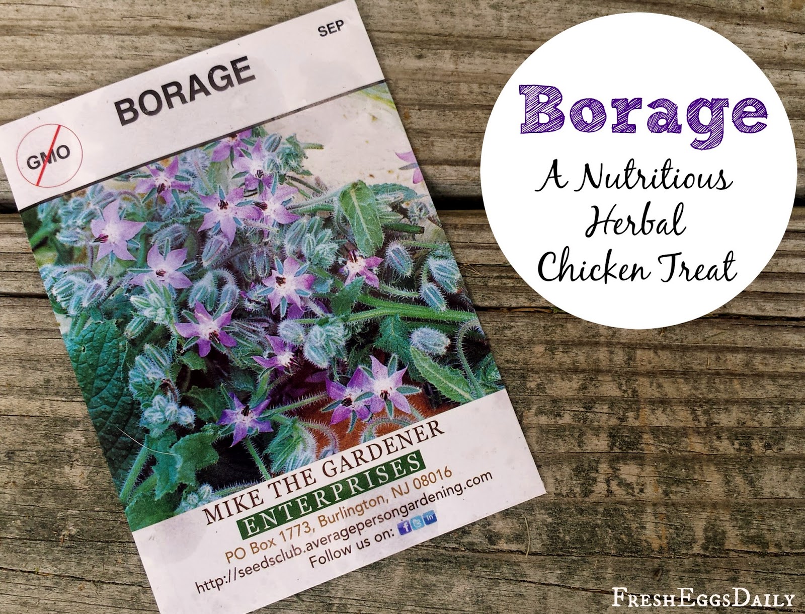 Borage A Nutritious Herbal Chicken Treat Fresh Eggs Daily® with Lisa Steele