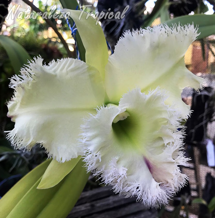 Floración del majestuoso híbrido Rhyncholaeliocattleya Golf Green `Hair Pig´